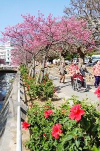 なはさくらまつり開催中です♪