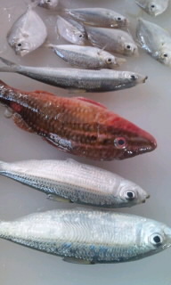 魚つり 2010/11/21 12:31:21