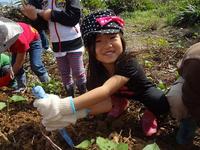 Potato Picking　2012