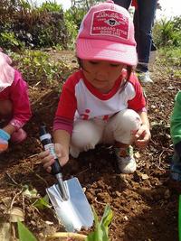 Potato Picking　2012