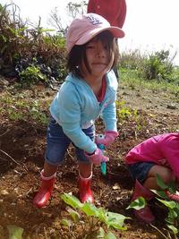 Potato Picking　2012