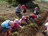 Potato Picking　2012