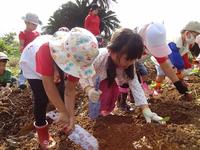 Potato Picking　2012