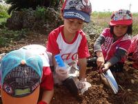 Potato Picking　2012