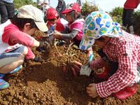 Potato Picking　2012