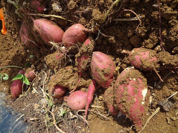 Potato Picking　2012