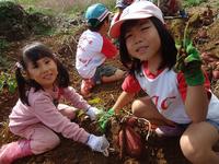 Potato Picking　2012