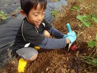 Potato Picking　2012