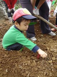 Potato Picking　2012