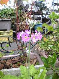 ノビノビと 2009/02/26 16:33:34