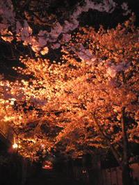 花見 2009/04/21 15:27:03