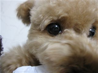 モカ～♪