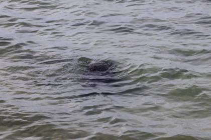 西洲の海岸にて