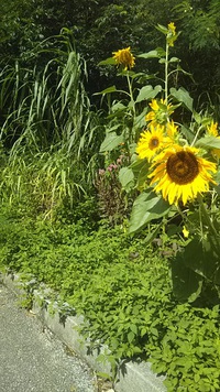 夏到来♬ 2020/07/03 18:35:20