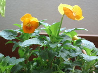 春の優しさと勇気を貴方にお届けします(*^_^*) 2013/04/09 06:50:24