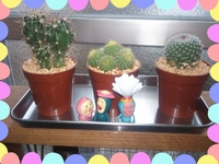 サボテン☆ 2013/04/23 12:32:37