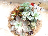 苗～（＾ｍ＾） 2013/02/20 18:04:49