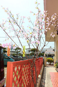 入園式