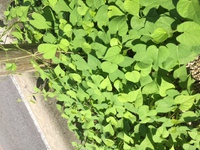 笑顔が笑顔を呼びます 2016/07/05 17:45:06