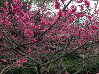 桜まつりとお誕生日