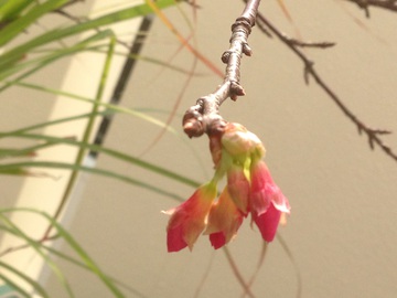 桜の初開花とメジロ