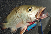 2日間の釣行