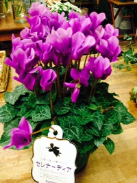 紫のシクラメン セレナーディア Okinawa 花 Hug Flowers ﾊｸﾞ ﾌﾗﾜｰｽﾞ