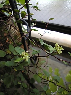 珍しい？花