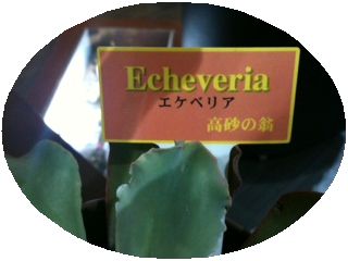 多肉植物！