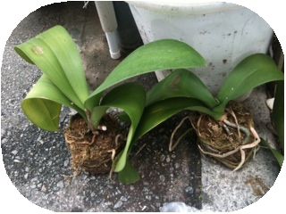 蘭、頂きました！