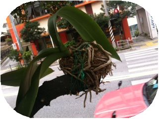蘭、頂きました！
