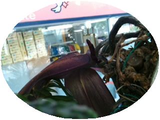 蘭　part2