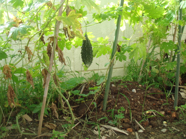 万能ネギとゴーヤー(家庭菜園)。
