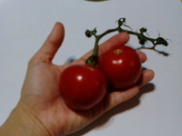 トマト〜 2009/09/09 23:43:55