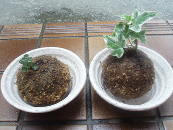 ｈａｐｐｙ　コケコケ♪