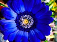 花の色々 2010/04/20 16:03:51