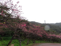 桜まつり 2012/02/02 12:03:13