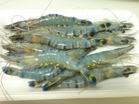 有頭エビ入りました 2008/08/30 22:27:00