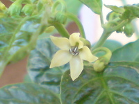 小さな花が咲きました･･･