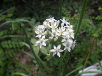 何の花？？