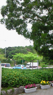 金武町伊芸より名護市に向かう途中