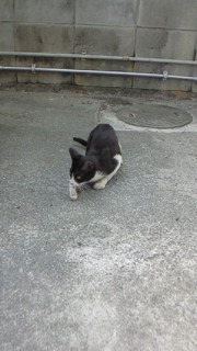 子猫 2010/05/05 15:18:12