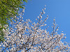 新年度スタート 2010/04/01 05:17:00