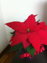 ＊ 12月のお休み ＊