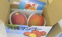 マンゴ