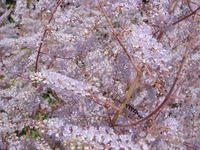 気になる植物