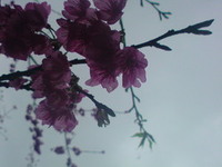 ﾊﾝﾄﾞﾒｲﾄﾞ　ﾏｰｹｯﾄ in PARTIR 2010/03/06 17:24:56