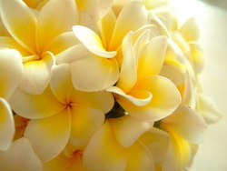 ぷちHawaiian