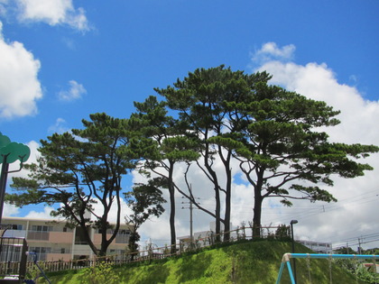 松の木（サンエー経塚近く）