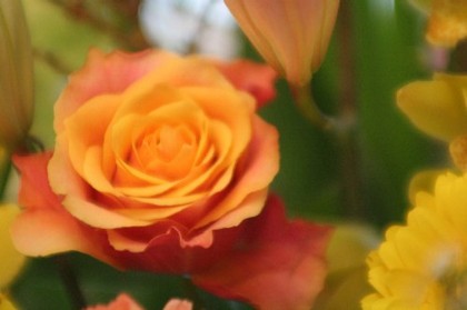 きょうのべっぴんしゃ ん Okinawa 花 Hug Flowers ﾊｸﾞ ﾌﾗﾜｰｽﾞ